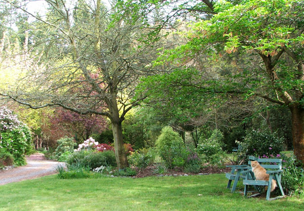  That's Fluff-Fluff the cat on the garden seat. 