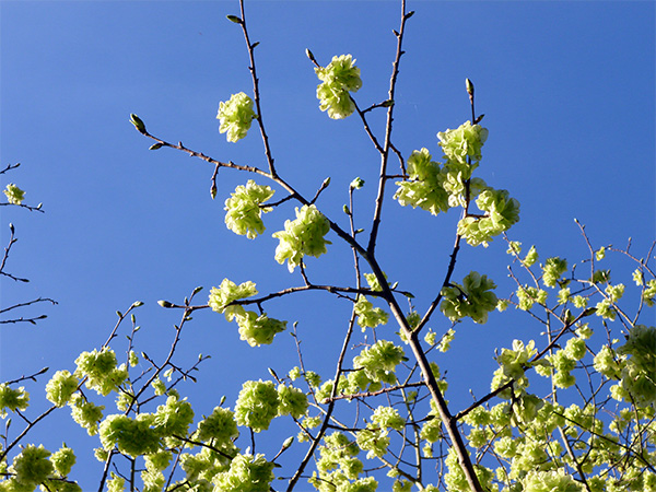  A beautiful sunny sight in spring. 