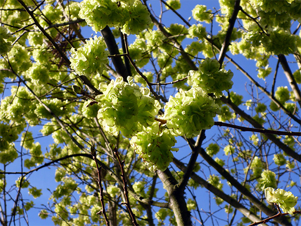  With a lovely spring blue sky! 