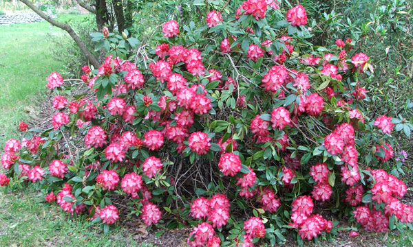 Big Rhododendron