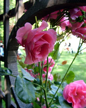 english-garden-rose-arch.jpg