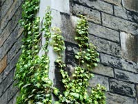 churchyard-ivy