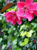 ivy-pink-blossom