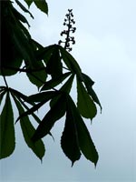 leafy-silhouette