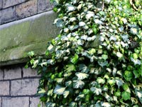 overgrown-ivy-bricks