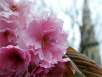spring-blossom