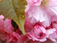 spring-pink-blossom