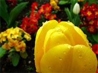 tulip-petunias