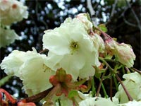 white-blossom