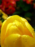 yellow-tulip-petals