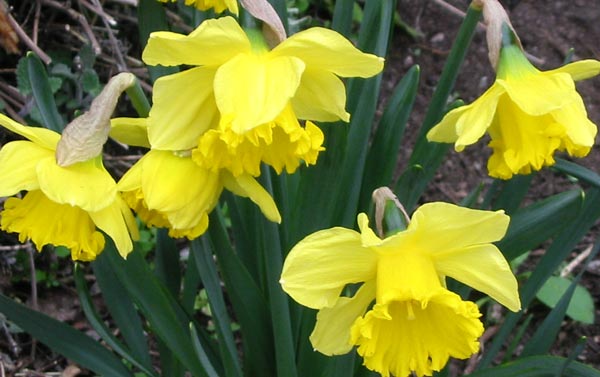  This spring colour really brightens up the garden. 