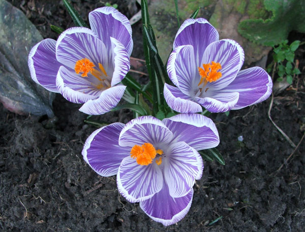 crocus spring