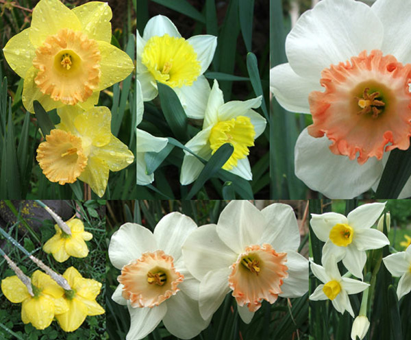  More beautiful daffodils. 