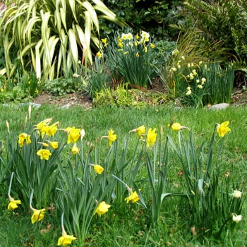  Assorted daffodils, jonquils, and a shining Yellow Wave flax. 