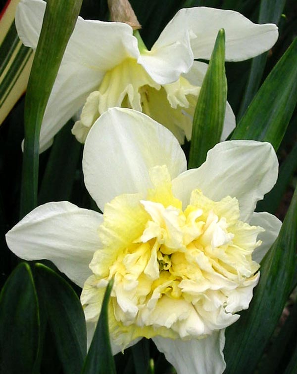  A split corona daffodil. 