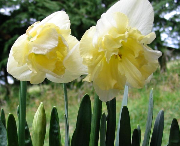  A split corona daffodil. 