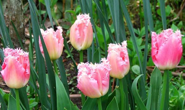  Pink and frilly. 