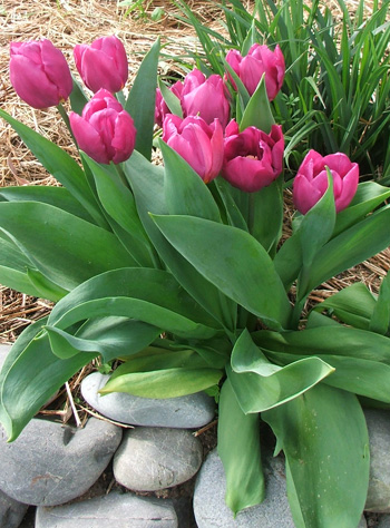  2008's tulips demonstrate good team work. 