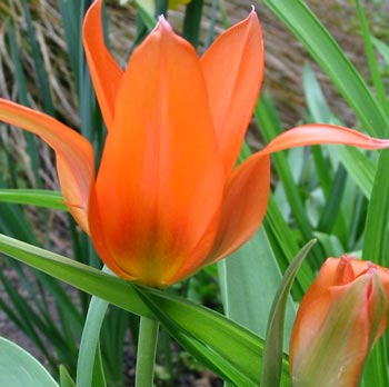  This year there are only three bulbs in flower. 