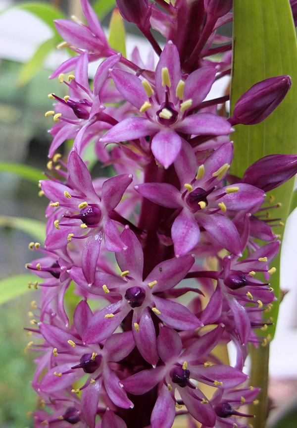  A purple leaf variety. 