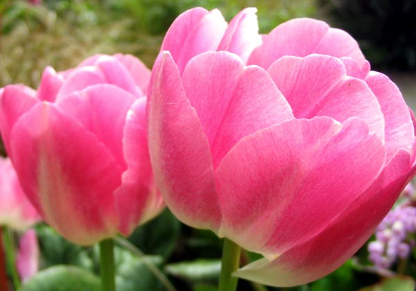 http://www.mooseyscountrygarden.com/flower-bulbs/pink-tulip-flowers.jpg