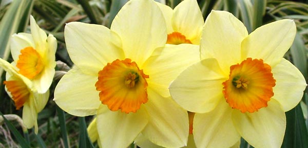 daffodils poem. daffodils poem by william