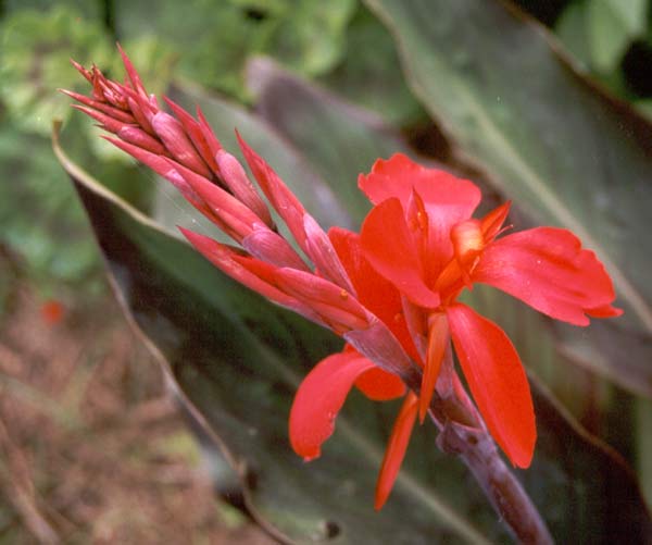 Bright red looks great in a big garden.