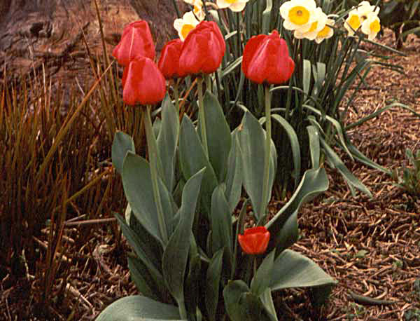 A typical Spring look. 