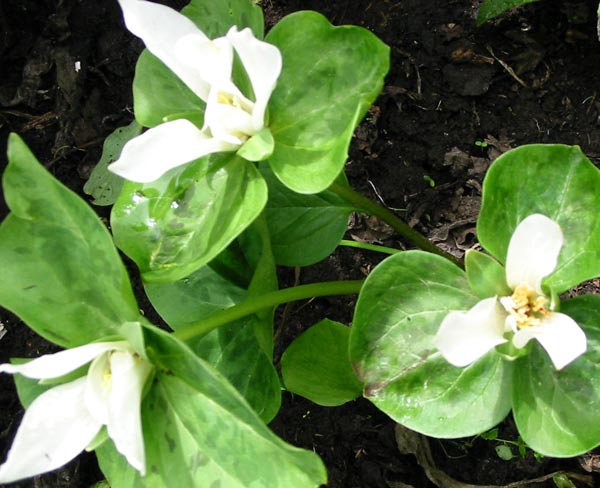  Where did this beautiful plant come from? 