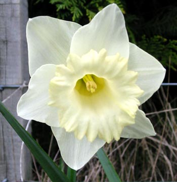 Daffodil Flowers on Think That All White Daffodils Are The Height Of Spring Style