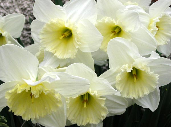 white lemon daffodil