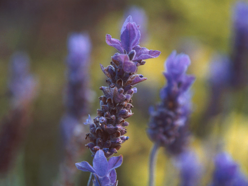 lavender flower