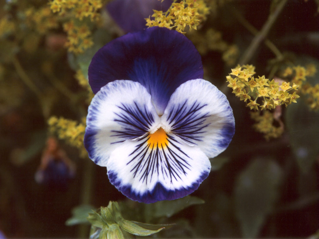 http://www.mooseyscountrygarden.com/flower-picture-gallery/pansy-flower-blue.jpg