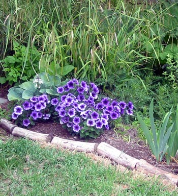  These are near Rooster Bridge, by the glass house. 