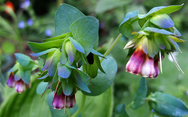  My latest seedlings have reddish-purple flowers. 