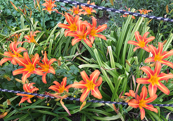  Growing in the Allotment Garden 