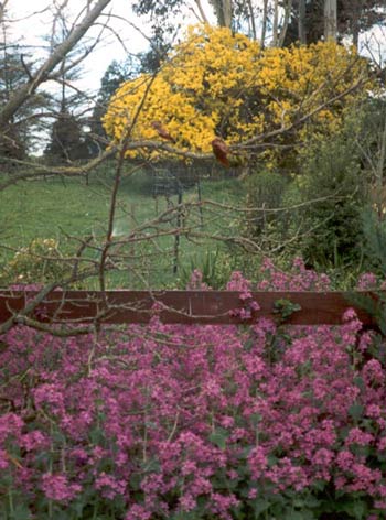 An early photograph of honesty in one of the house borders. An early photograph of honesty in one of the house borders.
