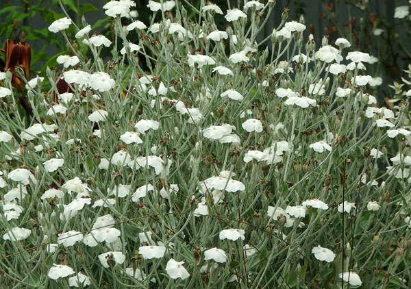 This grows everywhere! This grows everywhere!