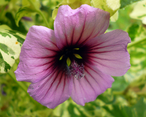  A pinky lilac colour. 