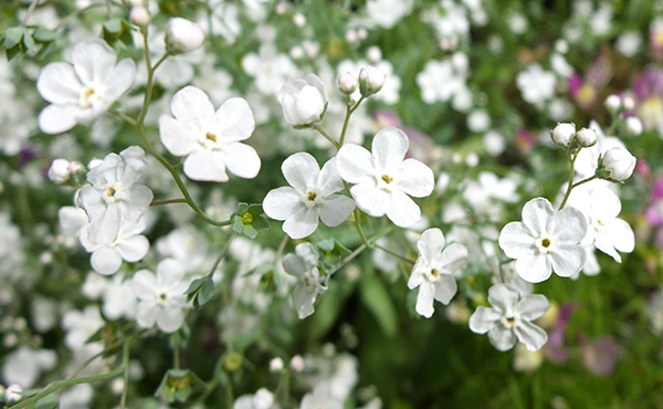  Like white forget-me-nots. 