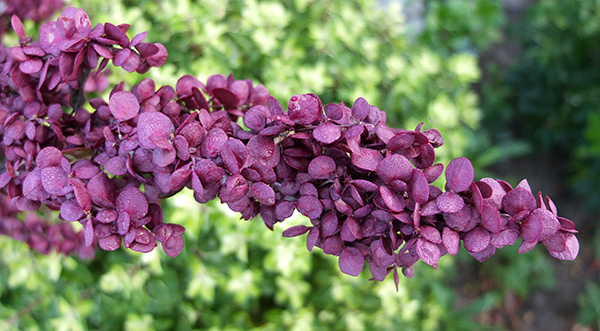  Flopping over a Pittosporum. 