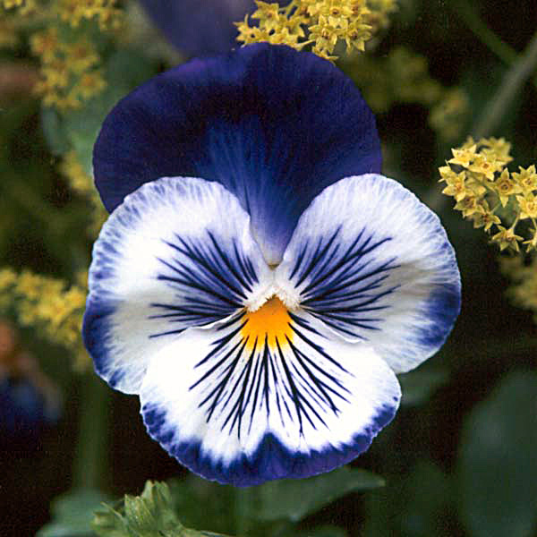 Pansy Flower Colors