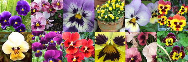  I guess all pansies are violas... 