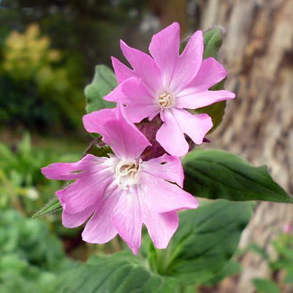  All shades of white and pink and inbetween. 