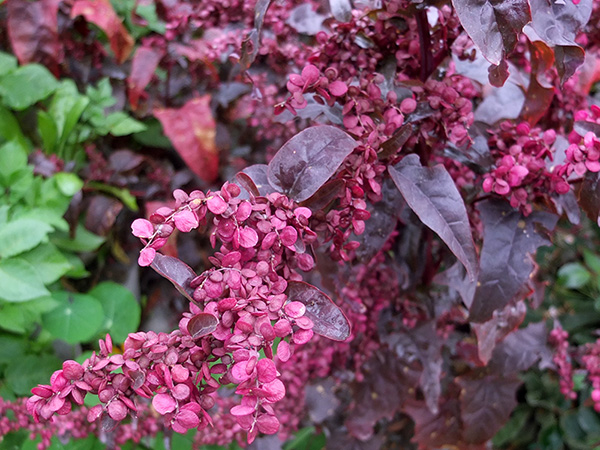  Seeds and leaves. 