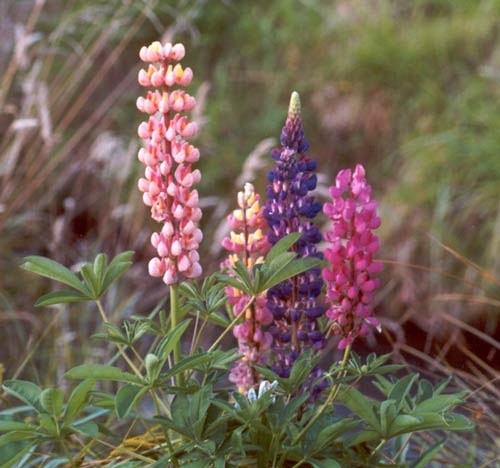 Our gusty nor-west winds knock my lupins completely over.