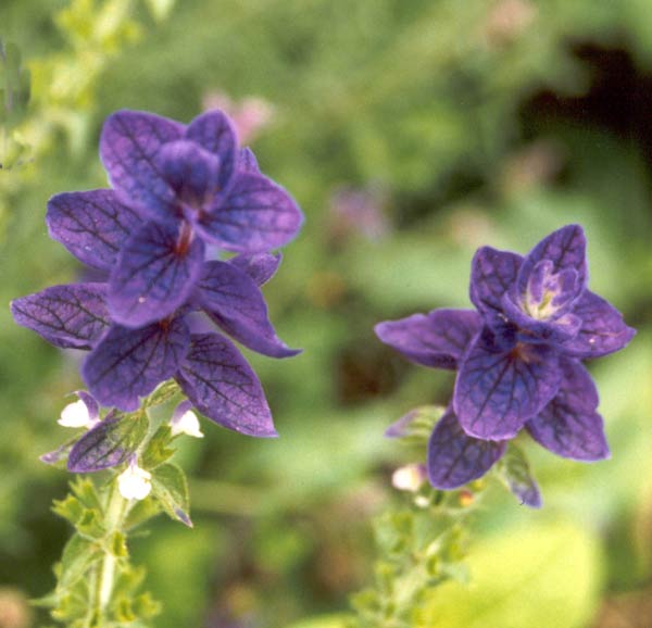 These salvias are great for picking. The flowers dry naturally without losing their rich blue colour.