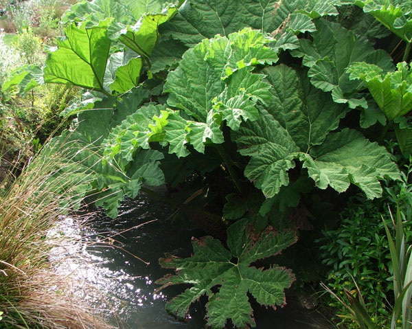  Gunnera loves growing by water. 