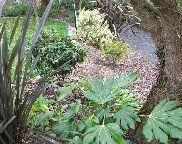  Shiny green foliage to enjoy in winter. 