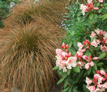  Grasses look beautiful with flowering shrubs. 